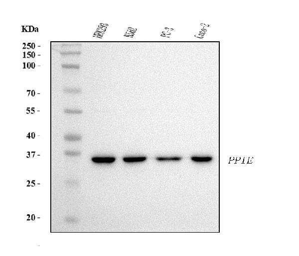 1 - Anti-Cyclophilin E/PPIE Antibody Picoband™ (monoclonal, 7F2) ABO15087