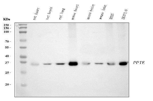 1 - Anti-Cyclophilin E/PPIE Antibody Picoband™ (monoclonal, 7F2) ABO15087