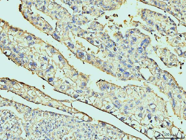 2 - Anti-Annexin VI Antibody Picoband™ (monoclonal, 4C4) ABO15088