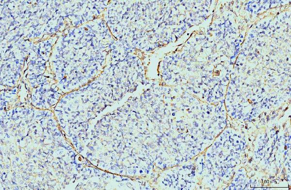 2 - Anti-Annexin VI Antibody Picoband™ (monoclonal, 4C4) ABO15088