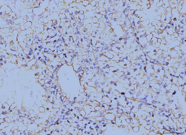 2 - Anti-Annexin VI Antibody Picoband™ (monoclonal, 4C4) ABO15088
