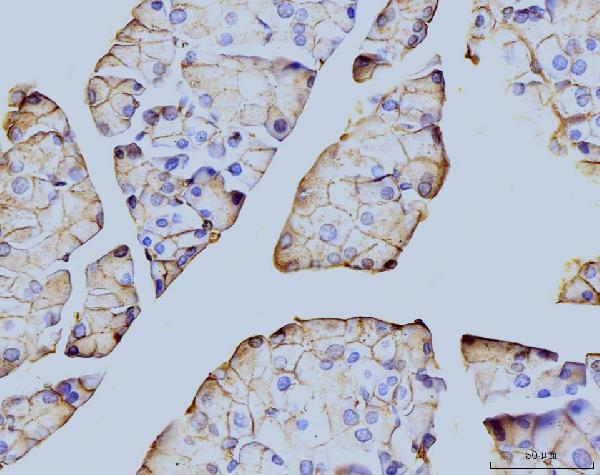2 - Anti-Annexin VI Antibody Picoband™ (monoclonal, 4C4) ABO15088