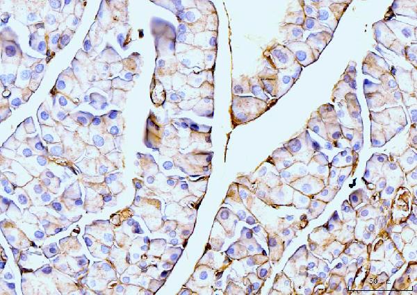 2 - Anti-Annexin VI Antibody Picoband™ (monoclonal, 4C4) ABO15088