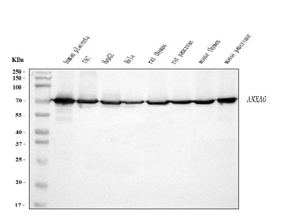 1 - Anti-Annexin VI Antibody Picoband™ (monoclonal, 4C4) ABO15088