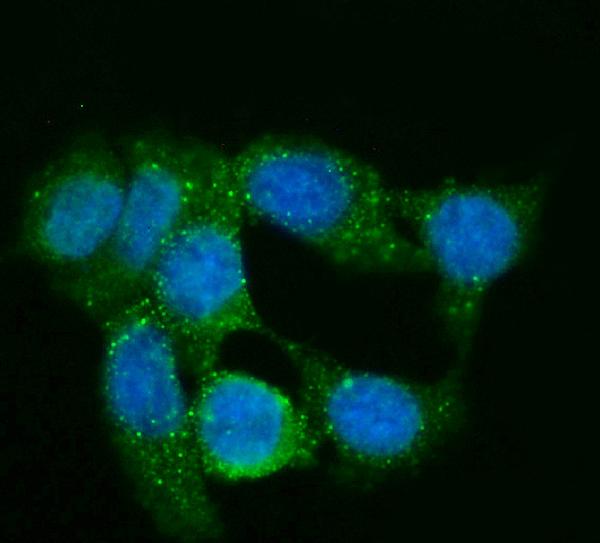 3 - Anti-GNG2 Antibody Picoband™ (monoclonal, 7C13) ABO15090