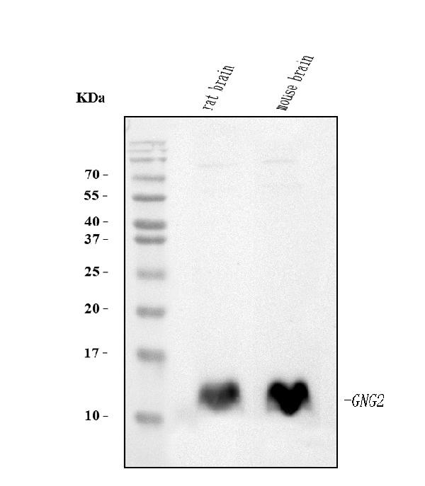 1 - Anti-GNG2 Antibody Picoband™ (monoclonal, 7C13) ABO15090