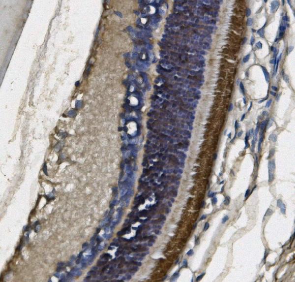 2 - Anti-PDE6 beta/PDE6B Antibody Picoband™ (monoclonal, 8I2F10) ABO15091