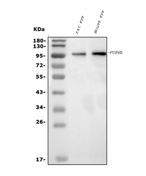 1 - Anti-PDE6 beta/PDE6B Antibody Picoband™ (monoclonal, 8I2F10) ABO15091
