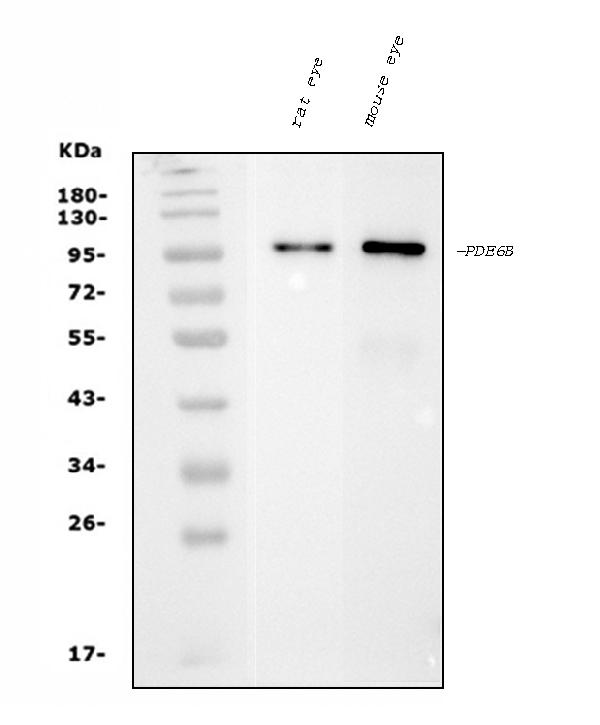 1 - Anti-PDE6 beta/PDE6B Antibody Picoband™ (monoclonal, 8I2D7) ABO15092