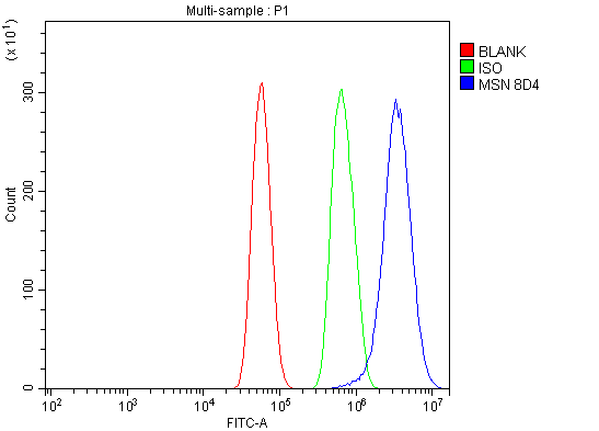 1 - Anti-Moesin/MSN Antibody Picoband™ (monoclonal, 8D4) ABO15093