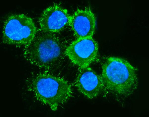 3 - Anti-Moesin/MSN Antibody Picoband™ (monoclonal, 8D4) ABO15093