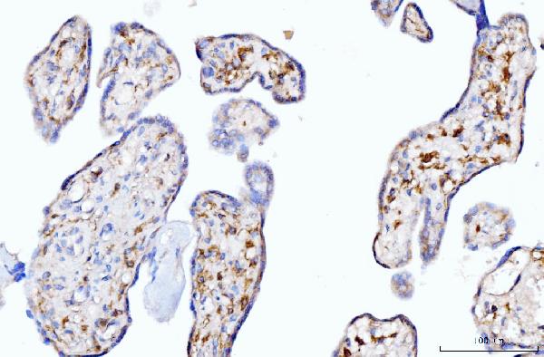 2 - Anti-Moesin/MSN Antibody Picoband™ (monoclonal, 8D4) ABO15093