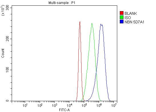 1 - Anti-p95 NBS1 Antibody Picoband™ (monoclonal, 5D7A1) ABO15096