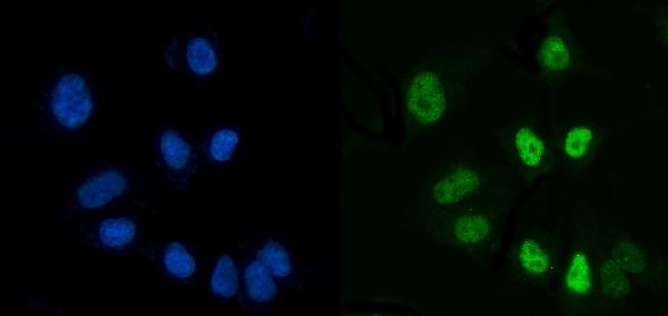 3 - Anti-CTBP2 Antibody Picoband™ (monoclonal, 10E9D2) ABO15097