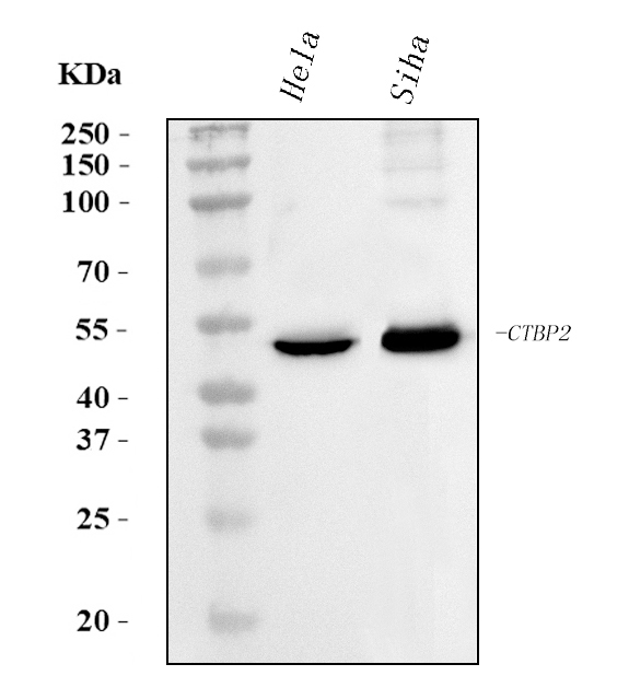 1 - Anti-CTBP2 Antibody Picoband™ (monoclonal, 10E9D2) ABO15097