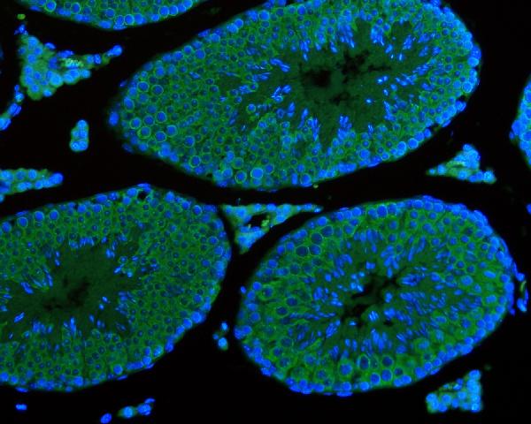 3 - Anti-DDX4/MVH Antibody Picoband™ (monoclonal, 3C3) ABO15098