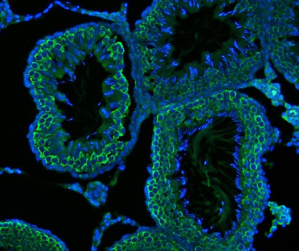 3 - Anti-DDX4/MVH Antibody Picoband™ (monoclonal, 3C3) ABO15098