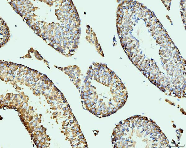 2 - Anti-DDX4/MVH Antibody Picoband™ (monoclonal, 3C3) ABO15098