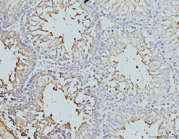 2 - Anti-DDX4/MVH Antibody Picoband™ (monoclonal, 3C3) ABO15098
