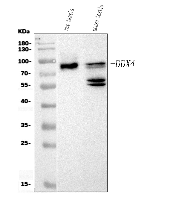1 - Anti-DDX4/MVH Antibody Picoband™ (monoclonal, 3C3) ABO15098