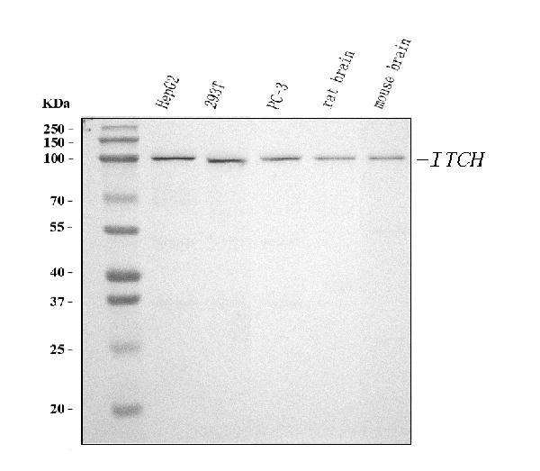 1 - Anti-ITCH/AIP4 Antibody Picoband™ (monoclonal, 5E12) ABO15099