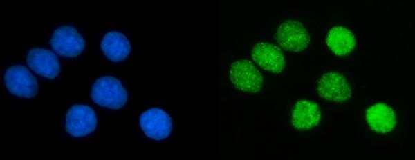 3 - Anti-PCNA Antibody Picoband™ (monoclonal, 2G2) ABO15100
