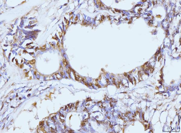 2 - Anti-PCNA Antibody Picoband™ (monoclonal, 2G2) ABO15100