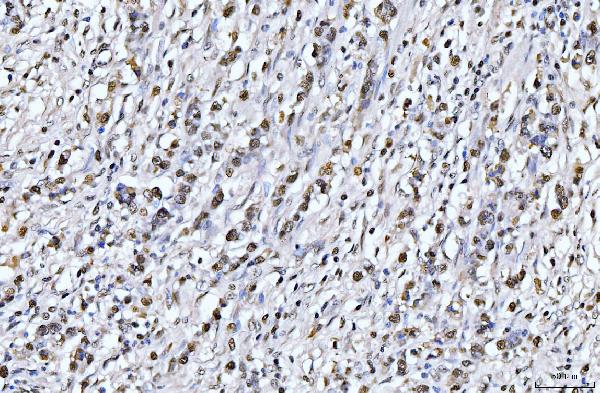 2 - Anti-PCNA Antibody Picoband™ (monoclonal, 2G2) ABO15100