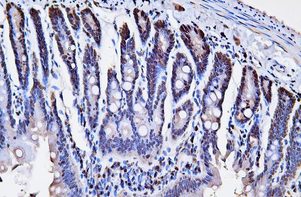 2 - Anti-PCNA Antibody Picoband™ (monoclonal, 2G2) ABO15100