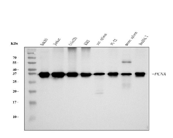 1 - Anti-PCNA Antibody Picoband™ (monoclonal, 2G2) ABO15100
