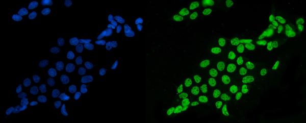 3 - Anti-splicing factor 1 Antibody Picoband™ (monoclonal, 7D9E3) ABO15101