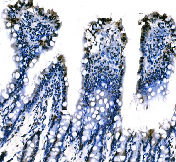 2 - Anti-splicing factor 1 Antibody Picoband™ (monoclonal, 7D9E3) ABO15101