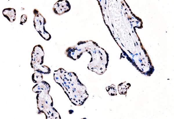 2 - Anti-splicing factor 1 Antibody Picoband™ (monoclonal, 7D9E3) ABO15101