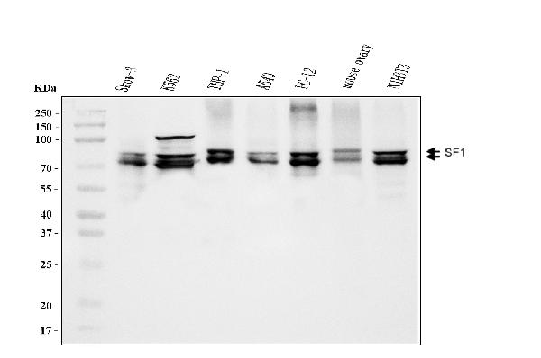 1 - Anti-splicing factor 1 Antibody Picoband™ (monoclonal, 7D9E3) ABO15101
