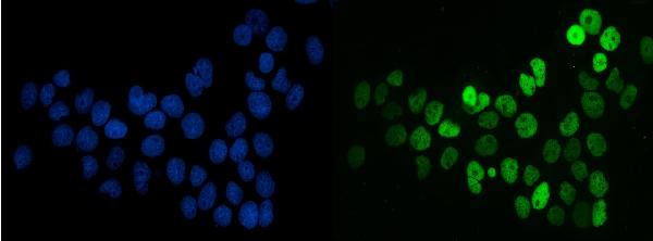 3 - Anti-splicing factor 1 Antibody Picoband™ (monoclonal, 2F5D10) ABO15102