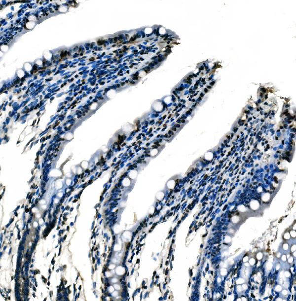 2 - Anti-splicing factor 1 Antibody Picoband™ (monoclonal, 2F5D10) ABO15102