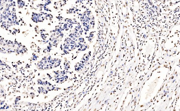 2 - Anti-splicing factor 1 Antibody Picoband™ (monoclonal, 2F5D10) ABO15102