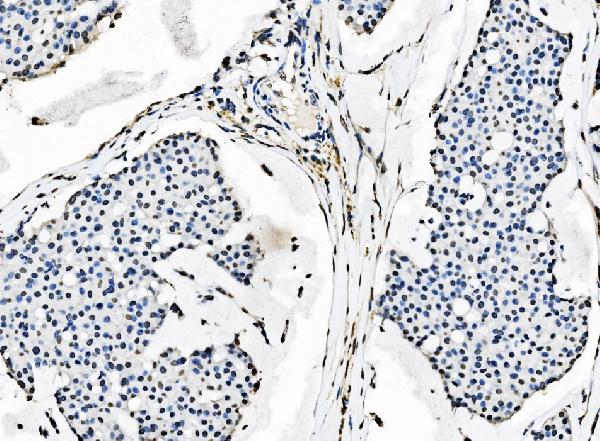 2 - Anti-splicing factor 1 Antibody Picoband™ (monoclonal, 2F5D10) ABO15102