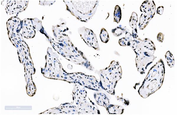 2 - Anti-splicing factor 1 Antibody Picoband™ (monoclonal, 2F5D10) ABO15102