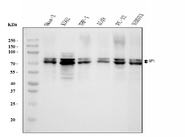 1 - Anti-splicing factor 1 Antibody Picoband™ (monoclonal, 2F5D10) ABO15102