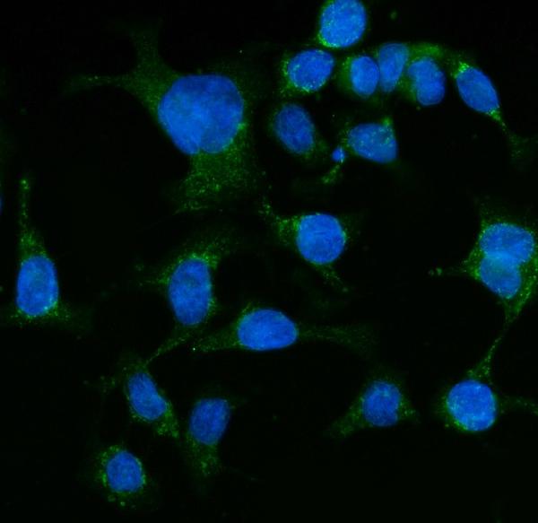 3 - Anti-Grp75 Antibody Picoband™ (monoclonal, 4I9) ABO15103