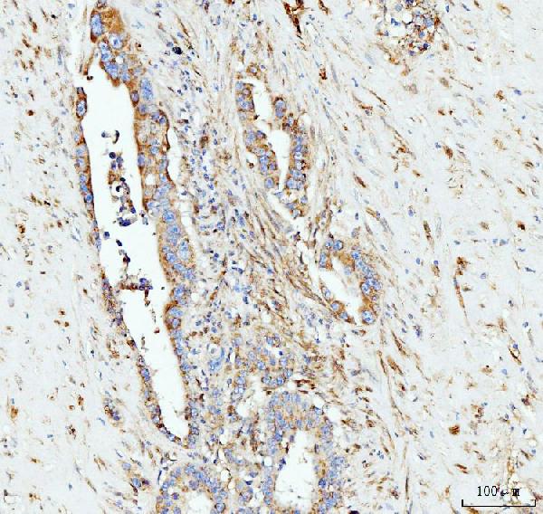 2 - Anti-Grp75 Antibody Picoband™ (monoclonal, 4I9) ABO15103