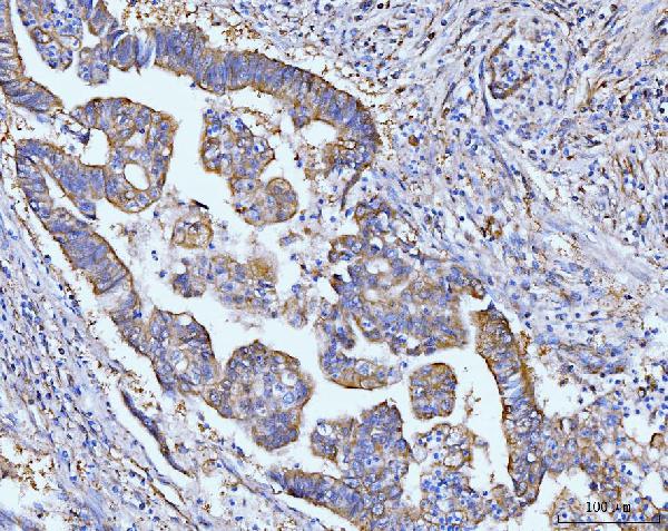 2 - Anti-Grp75 Antibody Picoband™ (monoclonal, 4I9) ABO15103