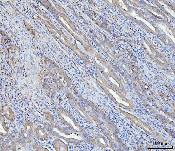2 - Anti-Grp75 Antibody Picoband™ (monoclonal, 4I9) ABO15103