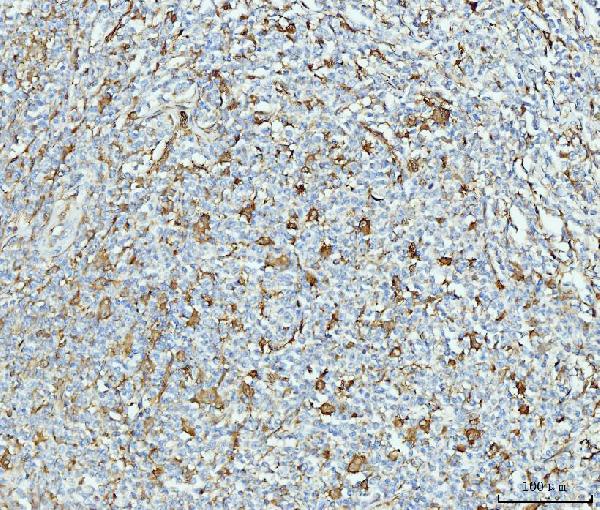 2 - Anti-Grp75 Antibody Picoband™ (monoclonal, 4I9) ABO15103