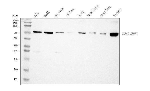 1 - Anti-Grp75 Antibody Picoband™ (monoclonal, 4I9) ABO15103