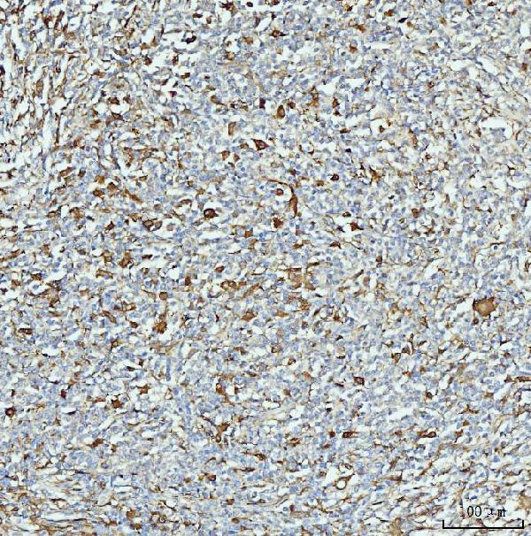 2 - Anti-ALDH1A1 Antibody Picoband™ (monoclonal, 4C3) ABO15104