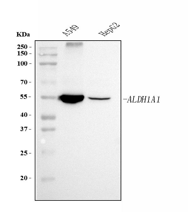 1 - Anti-ALDH1A1 Antibody Picoband™ (monoclonal, 4C3) ABO15104