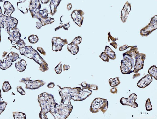 2 - Anti-Glutaminase/GLS Antibody Picoband™ (monoclonal, 9G6) ABO15105
