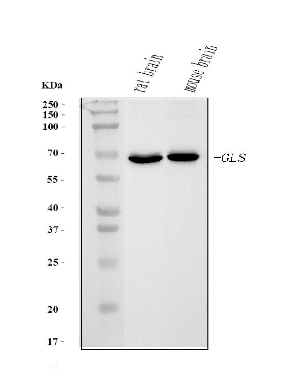 1 - Anti-Glutaminase/GLS Antibody Picoband™ (monoclonal, 9G6) ABO15105